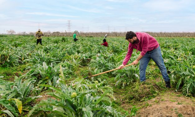 Osservatorio sugli stranieri Inps: nel 2023 3,8 milioni di lavoratori stranieri