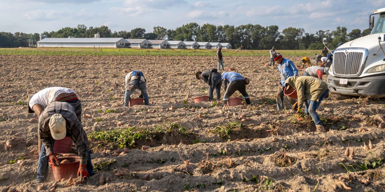 Caporalato e sfruttamento in agricoltura: il fenomeno riguarda migliaia di lavoratori in Calabria