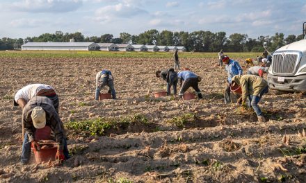 Caporalato e sfruttamento in agricoltura: il fenomeno riguarda migliaia di lavoratori in Calabria